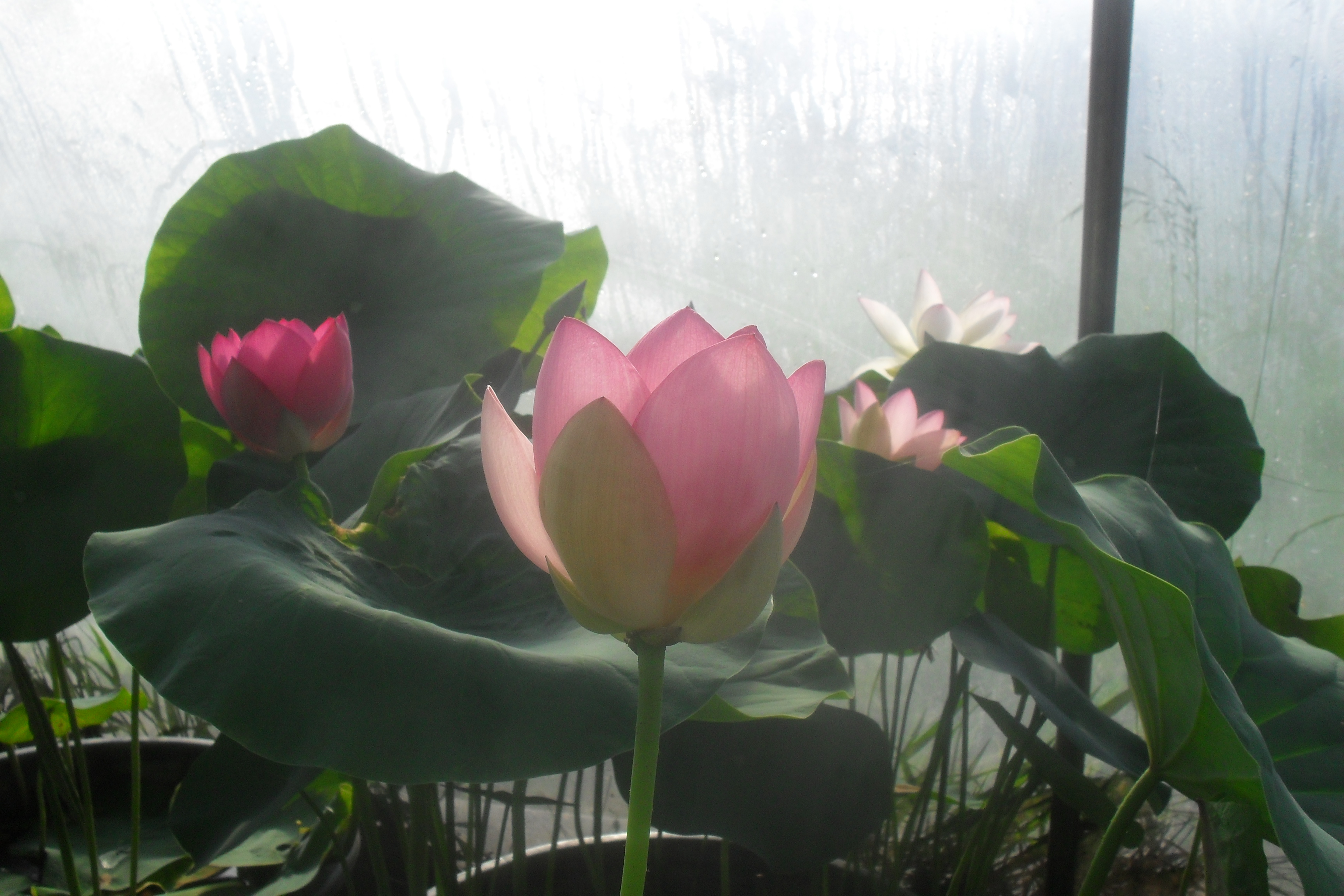 Seerosenfarm Seerosen Lotosblumen